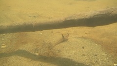 Girdled Goby photo 2