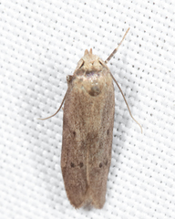 Holcocera chalcofrontella