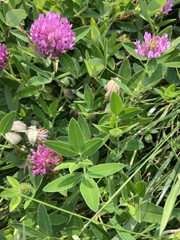 Trifolium medium