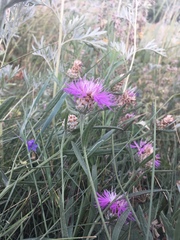 Centaurea jacea