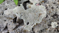 Protoparmeliopsis muralis