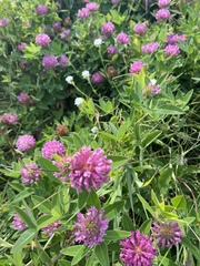 Trifolium medium