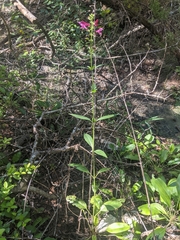 Salvia pentstemonoides