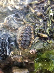 Acanthochitona