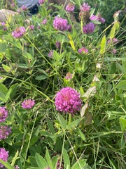 Trifolium medium