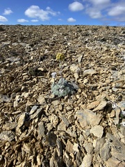 Artemisia senjavinensis