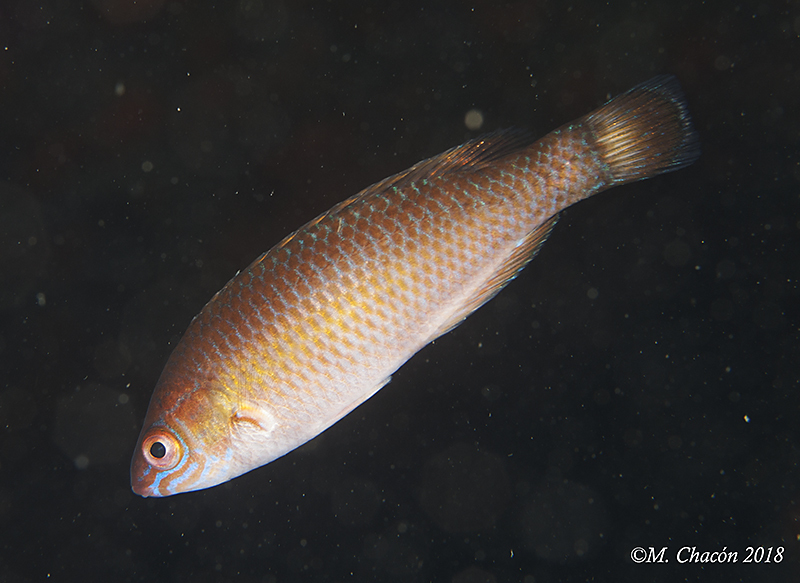 Rock cook (Centrolabrus exoletus) — Labridae