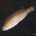 Small-mouthed Wrasse - Photo (c) whodden, some rights reserved (CC BY-NC), uploaded by whodden
