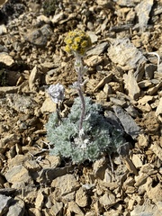 Artemisia senjavinensis