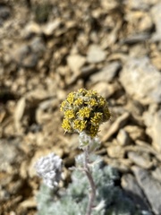 Artemisia senjavinensis