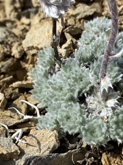 Artemisia senjavinensis