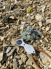 Artemisia senjavinensis