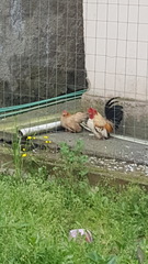 Gallus gallus domesticus