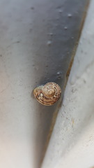 Helicidae