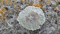 Protoparmeliopsis muralis