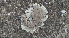 Protoparmeliopsis muralis