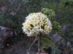 Ehretia laevis