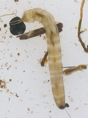 Dicranota