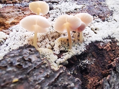 Pluteus semibulbosus