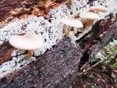 Pluteus semibulbosus