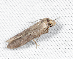 Holcocera chalcofrontella
