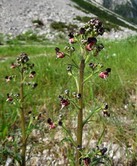 Scrophularia juratensis