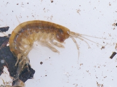 Gammarus pulex