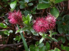 Salix alpina