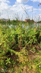 Impatiens glandulifera