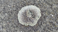 Protoparmeliopsis muralis