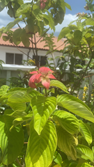 Mussaenda erythrophylla