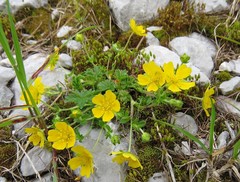 Potentilla brauniana