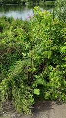 Impatiens glandulifera