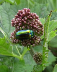 Oreina cacaliae