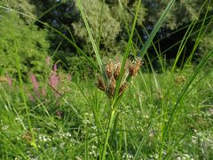 Bolboschoenus laticarpus