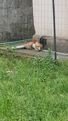 Gallus gallus domesticus