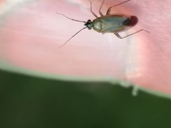 Plagiognathus arbustorum