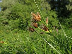Bolboschoenus laticarpus