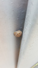 Helicidae