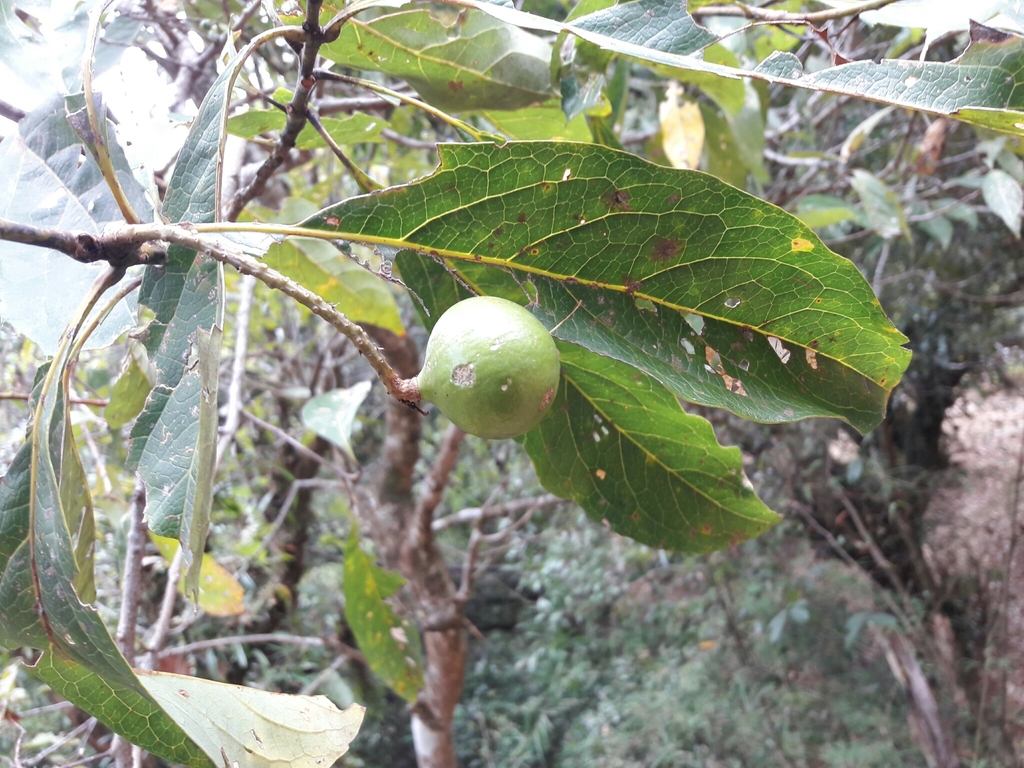 Quắn hoa (Helicia nilagirica)