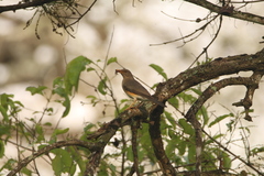 Turdus pelios