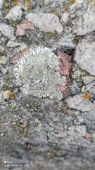 Protoparmeliopsis muralis