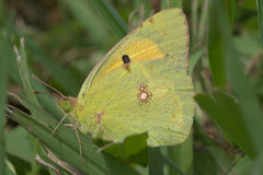 Colias croceus