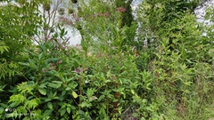 Impatiens glandulifera