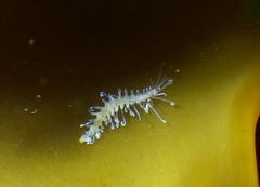 Amblyosyllis
