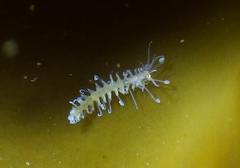 Amblyosyllis