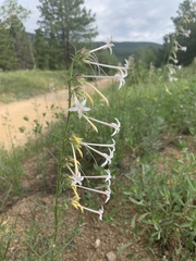 Ipomopsis aggregata candida