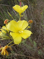 Oenothera elata hookeri