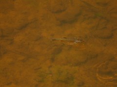 Leuciscus idus