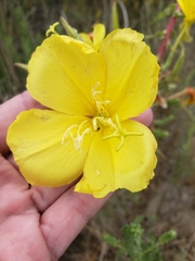 Oenothera elata hookeri